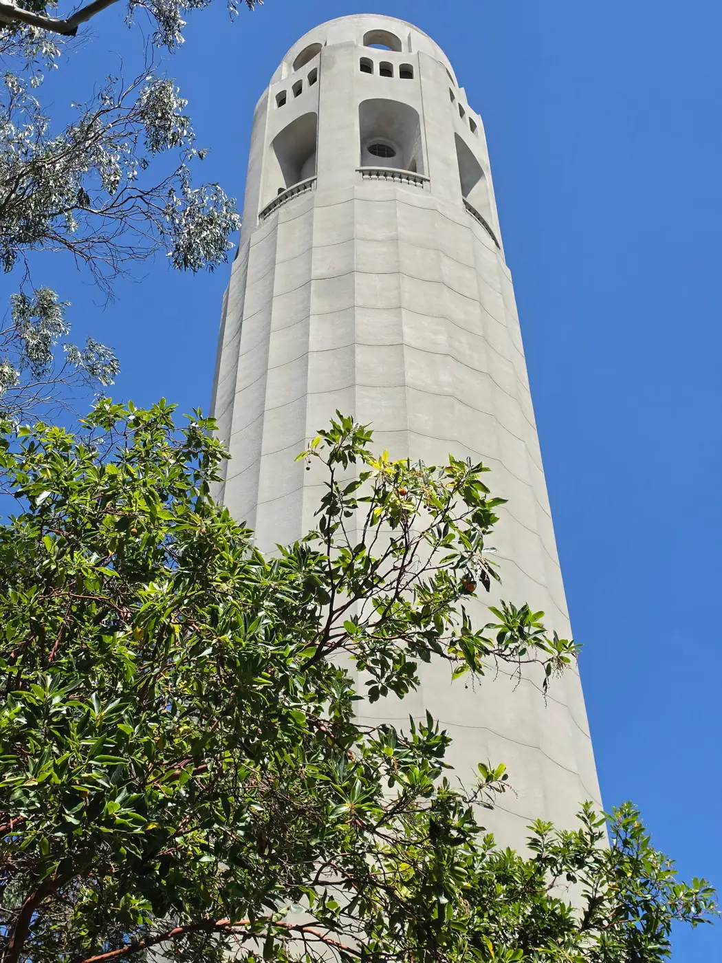 Coit Tower rising above the trees on Telegraph Hill