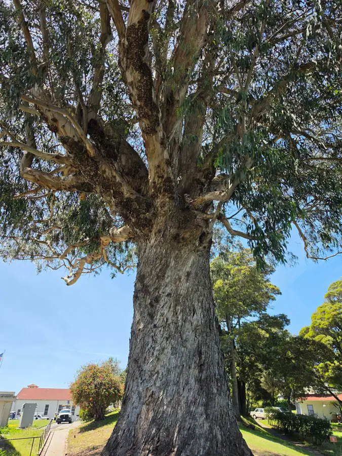 Towering eucalyptus trunk reaching skyward